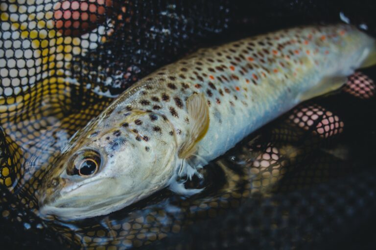 CONCOURS DE PÊCHE À LA TRUITE LE 1ER AVRIL!